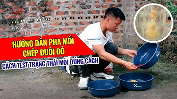 Hướng dẫn pha Mồi Chép Đuôi Đỏ - Cách test trạng thái mồi đúng cách.