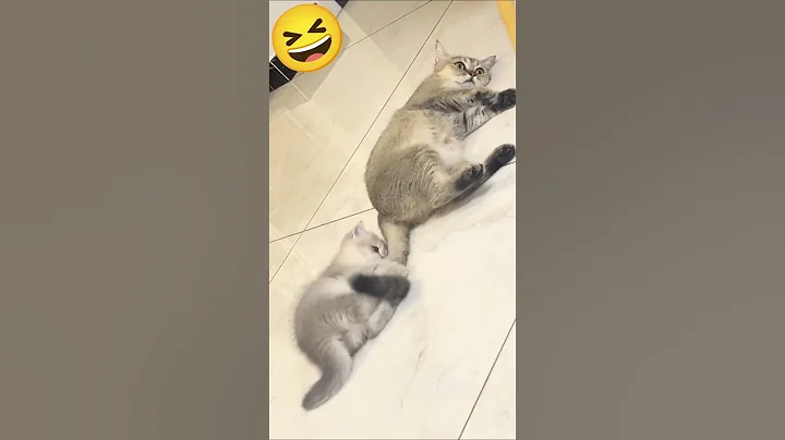 Watch the video about Attacking the Babysitter 😆 #cats #kittens