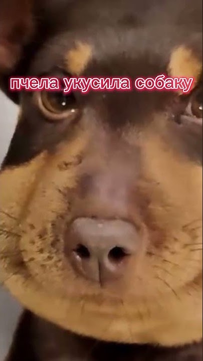 укусила пчела собака против кошки.#bee #dog #cat #пчела #кот #кошка #собака #мем