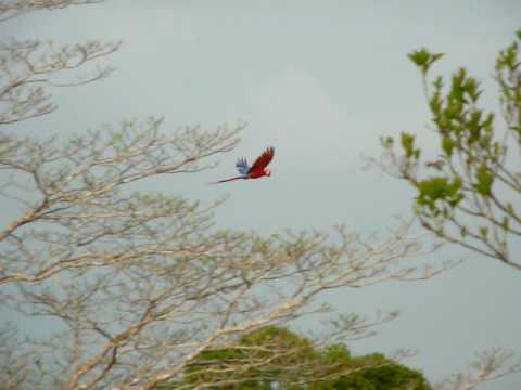 Wild Scarlet Macaw taking flight. Osa Peninsula, C...