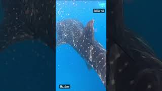 Shark Find Whale Shark