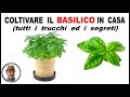 COLTIVARE IL BASILICO IN CASA, tutte le cure ed i segreti