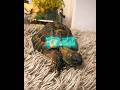 Little Calm edit for you guys😮‍💨 #viral #turtle #turtlewatching #trend #tortoise #foryou