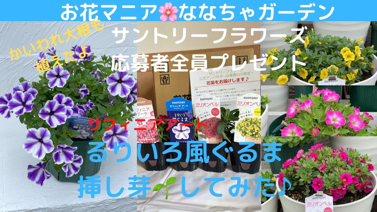 I tried taking cuttings from Suntory Flowers' [Surfinia Art