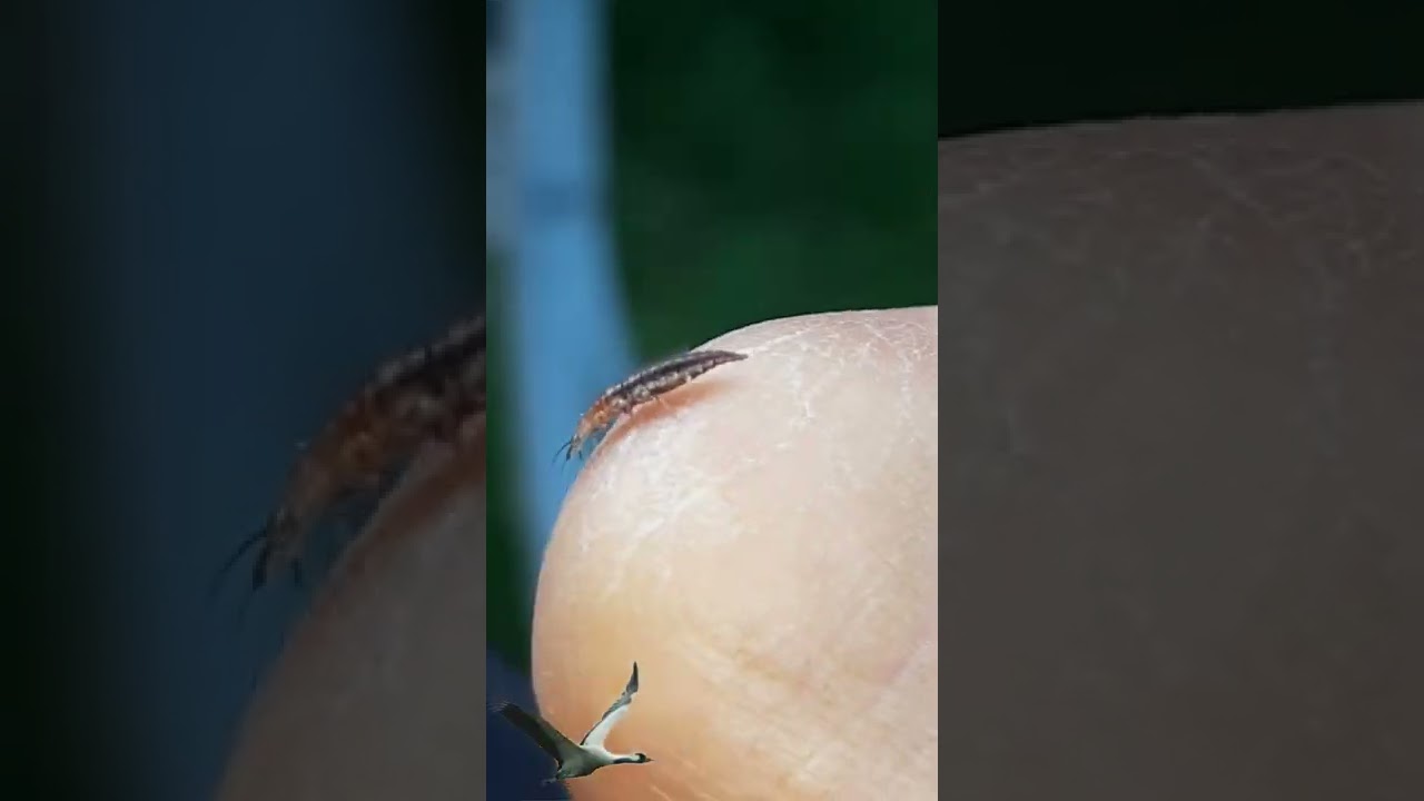 Florfliegen Larve- Dichochrysa larva 