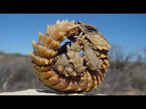 Vídeo: Extinção Dos 