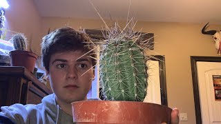 How to grow saguaro from seed.