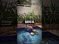 A criança que não quer sair da piscina quando A MÃE MANDA #EDIT