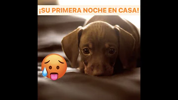 ¿Dónde duerme un perro la primera noche?