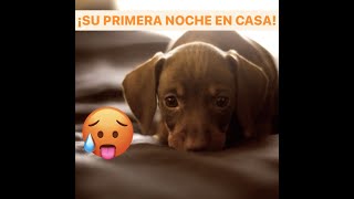 Cómo pasar PRIMERA NOCHE con un CACHORRO en casa   Qué no hacer NUNCA si llora