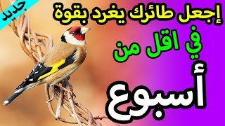 اقوى البتبتات لتحفيز الحسون على التغريد سمعها له 3 مرات يوميا و سيخرج افضل ما عنده