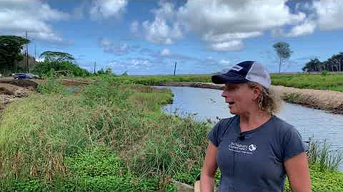 Fish Surveying Methods in the Heeia Wetland and Es...