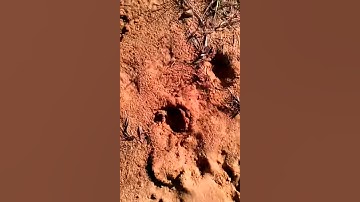 How to catch a bobcat