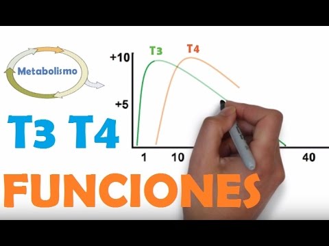 Video: ¿Cuál es la función de la triyodotironina t3?
