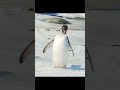After swimming in the sea, penguins preen their feathers