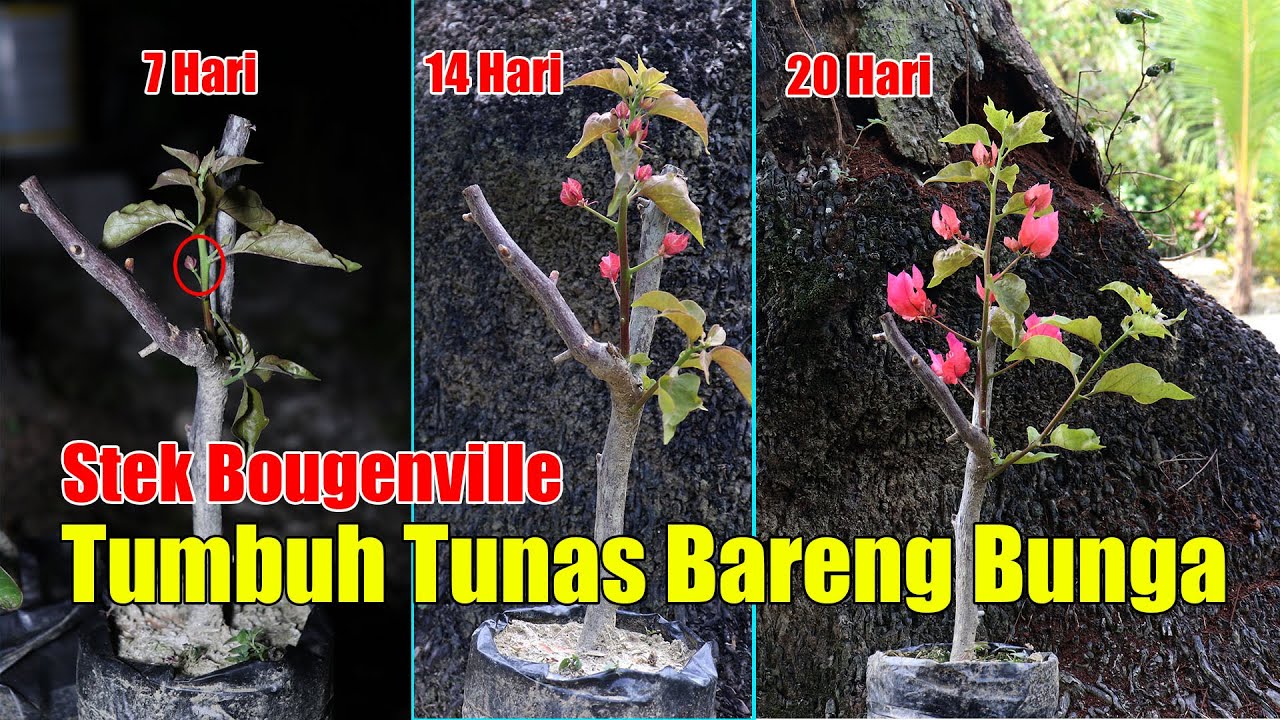 Как сделать бугенвиль черенкованием, выращивая побеги непосредственно в цветущую