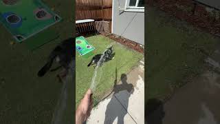 I love water time #dog #puppy #dogshorts #doggo #goodboy #pets #youtubedogs #youtubeshorts #play