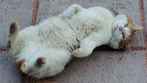 I Gave Catnip To A Homeless Cat