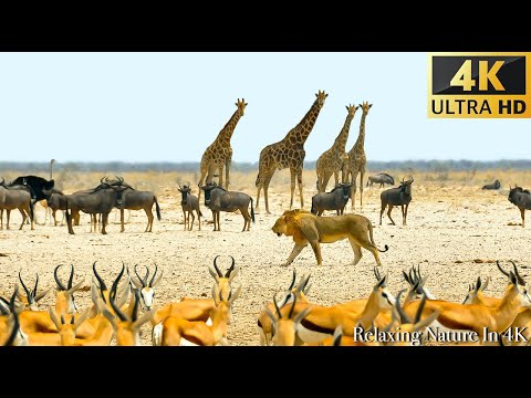 Great Migration(Chobe National Park, Botswana, African) Scenic Wildlife Film With Calming Music