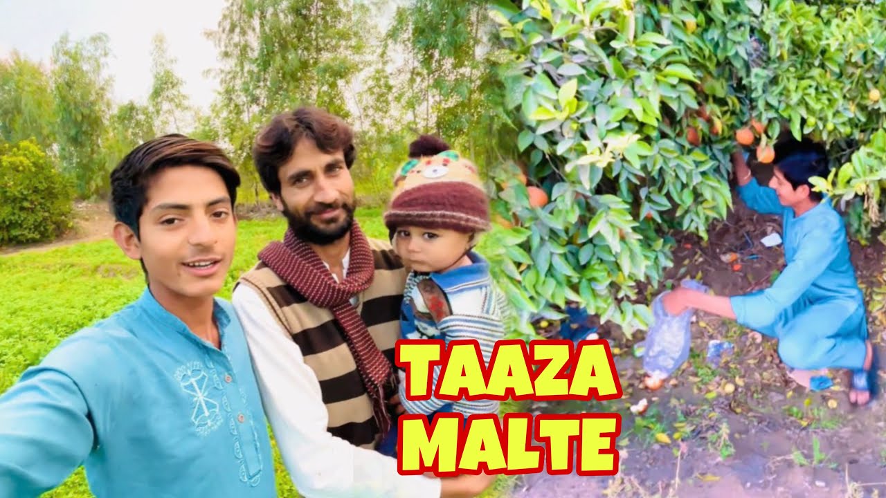 Cousin ke bagh se taaza malte tor kar khaye