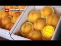 黄金桃・黄貴妃 (おうきひ)　/  山形の桃