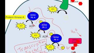 Cell Signaling Overview Part 2