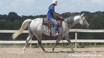 Docs Highpistolannie - walk, jog, lope, stops, dismount! - ValleyViewRanch.net