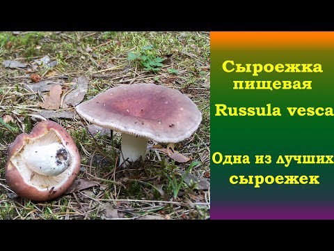 Сыроежка пищевая  ( Russula vesca)  -  Одна из лучших сыроежек
