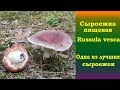 Сыроежка пищевая  ( Russula vesca)  -  Одна из лучших сыроежек