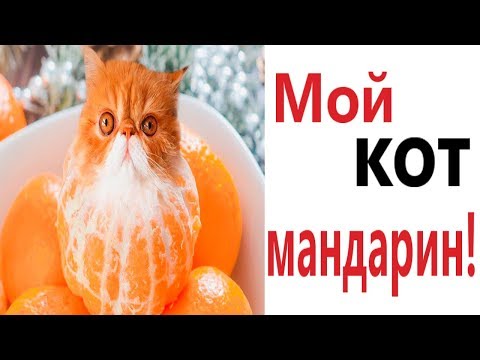 Лютые приколы. МОЙ КОТ МАНДАРИН!!! Самое смешное видео! Попробуй не засмеяться! - Domi Show!