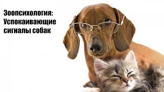 Зоопсихология: Успокаивающие сигналы собак Зоопсихология: Успокаивающие сигналы собак