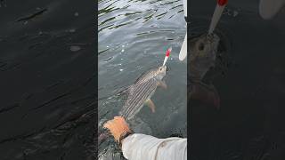 Tiger fish attacking Tiger fish 👀 wild Katanga DRC Congo ❤️…..