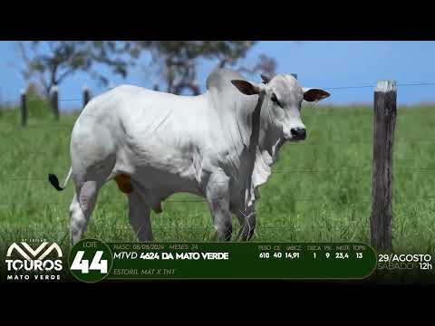 LOTE 44   MTVD 4624