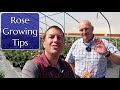 Rose Growing Tips from the Experts