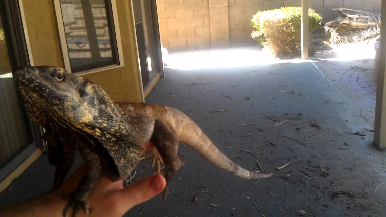 Big Male Frilled Dragon REX outside - YouTube