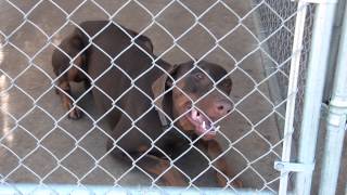 Doberman Rescue