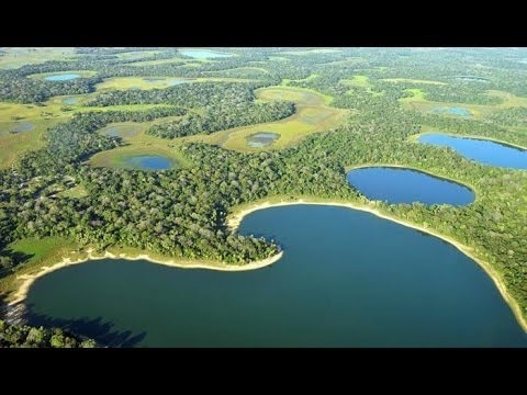 Невероятный дикий мир Бразилии! Документальные фильмы про животных, о природе