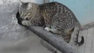 Упертый Кот Тащит Трубу/cat drags the tube/有趣的貓 Упертый Кот Тащит Трубу/cat drags the tube/有趣的貓