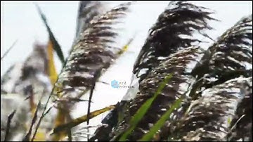 Musik relaksasi pagi penambah energi positif || instrumen piano || kicauan burung