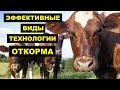 Откорм бычков на мясо | Виды и технологии откорма КРС | Мясное Скотоводство | Откорм КРС