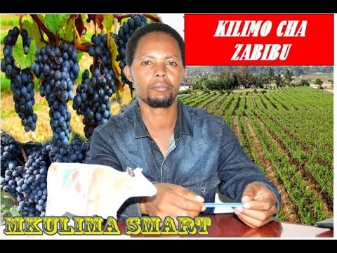 Video: Kupogoa Zabibu Za Zamani Katika Chemchemi - Video, Vidokezo Kwa Kompyuta Jinsi Ya Kuifanya Vizuri