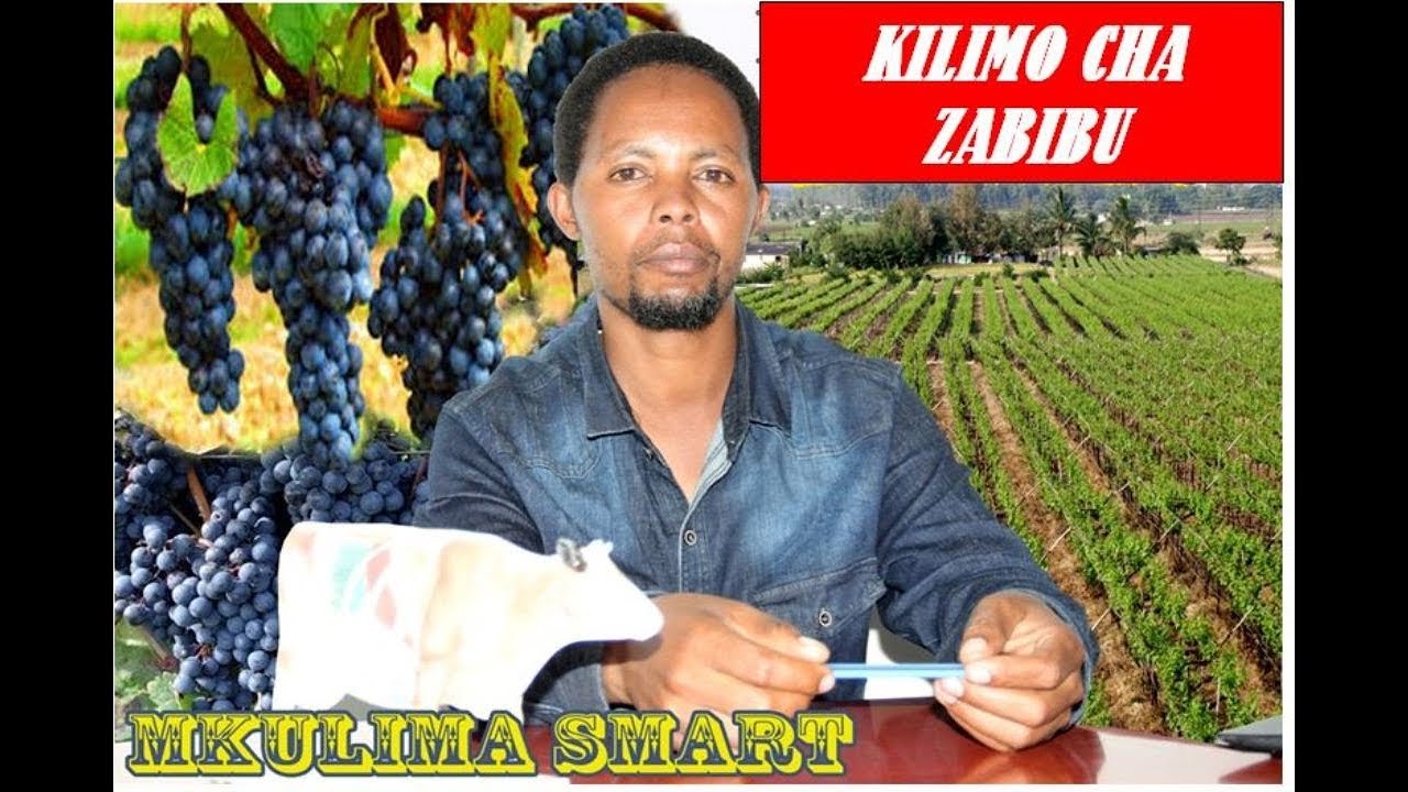 KILIMO CHA ZABIBU (GRAPES) KIBIASHARA DODOMA TANZANIA PDF