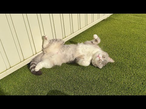 朝5時にお散歩に連れて行ったら日向ぼっこが気持ち良すぎて猫がこうなっちゃいましたwww