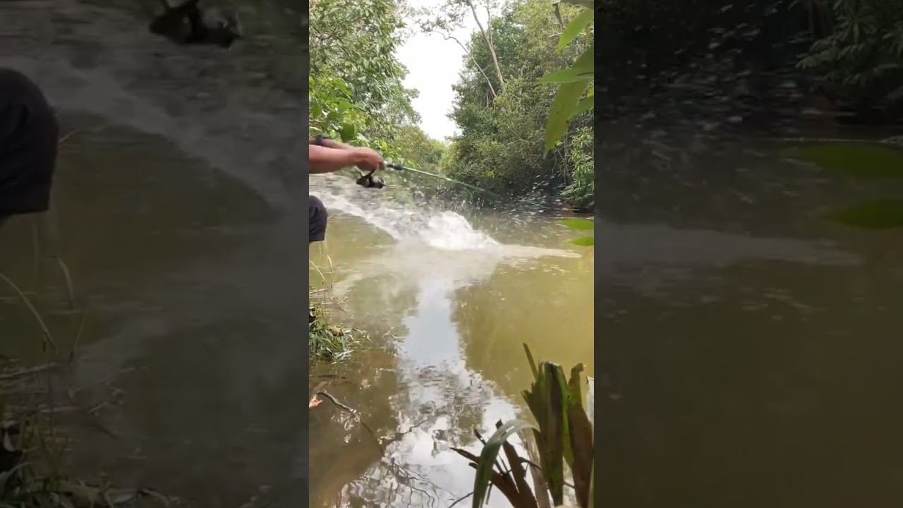 Sambaran ganas bikin jantung meloncat #casting #giantsnakehead #toman #shorts