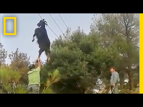 Bizarre Rescue: How Do Goats Get Stuck in Odd Places? | National Geographic