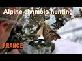 Alpine chamois hunting in france  chasse au chamois en france  2021