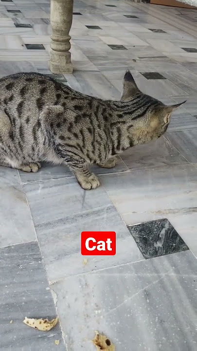 Cat sound | billi sound | minki sound | cat voice | cat ka bachchha | billi aawaj | billi | #shorts