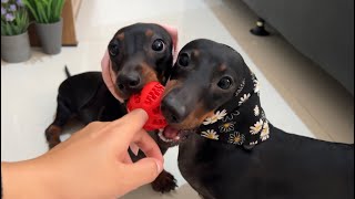 Naughty mini dachshunds math game who is better??