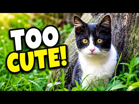Kittens Playing in the Grass With Toys 😻 | Pure Kitten Chaos!