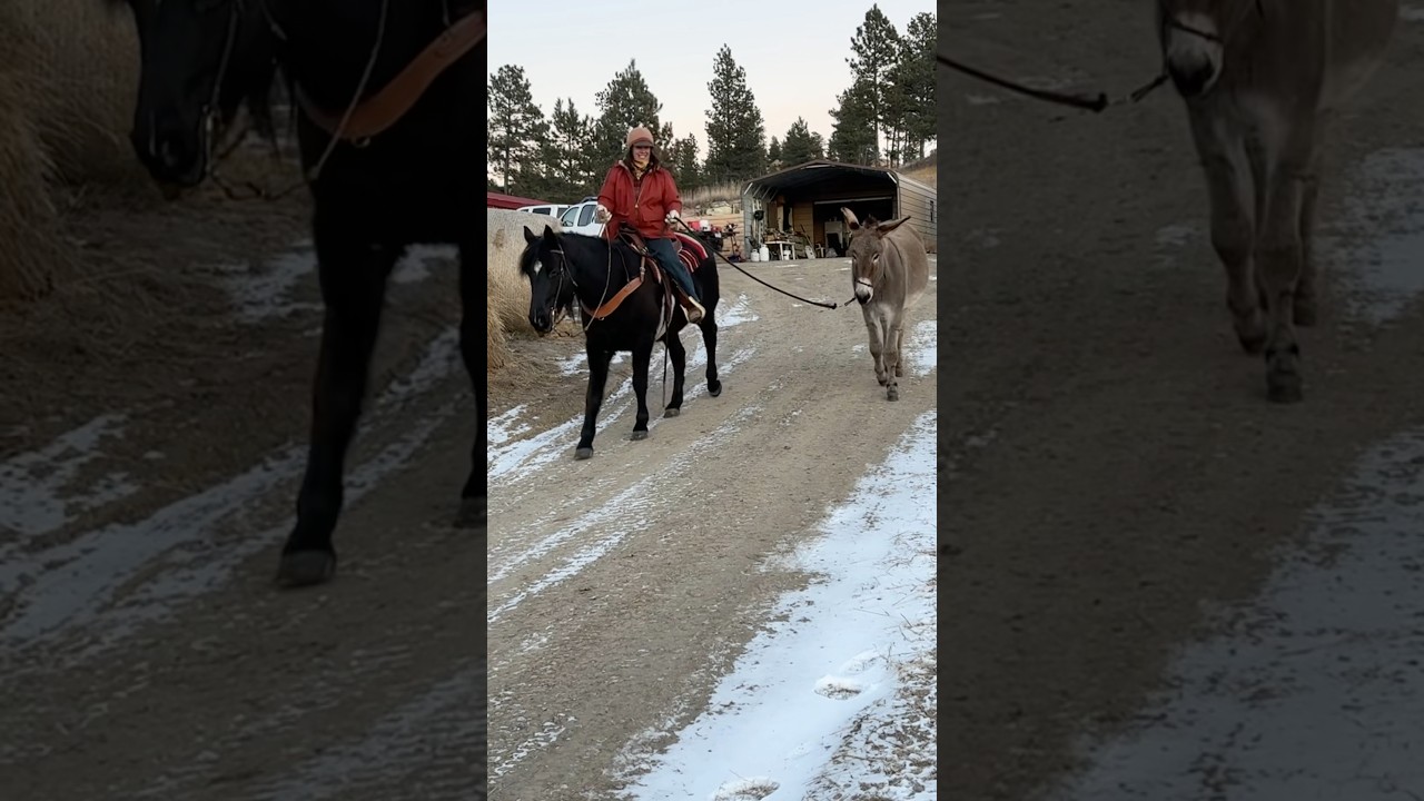 Приключения на подъездной дорожке с диким ослом Ахом